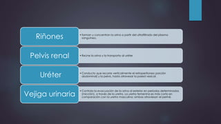 Riñones sanguíneo.
• forman y concentran la orina a partir del ultrafiltrado del plasma
Pelvis renal •Reúne la orina y la transporta al uréter
Uréter abdominal) y la pelvis, hasta atravesar la pared vesical.
•Conducto que recorre verticalmente el retroperitoneo porción
•Controla la evacuación de la orina al exterior en períodos determinados
(micción), a través de la uretra. La uretra femenina es más corta en
comparación con la uretra masculina; ambas atraviesan el periné. Vejiga urinaria