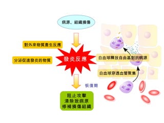 發炎反應 病源、組織損傷 阻止攻擊 清除致病原 修補損傷組織 對外來物質產生反應 分泌促進發炎的物質 白血球穿透血管聚集 白血球釋放自由基對抗病源 恢復期 