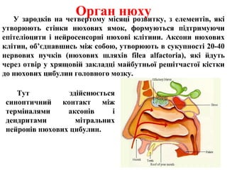 Орган нюху з елементів, які
   У зародків на четвертому місяці розвитку,
утворюють стінки нюхових ямок, формуються підтримуючи
епітеліоцити і нейросенсорні нюхові клітини. Аксони нюхових
клітин, об’єднавшись між собою, утворюють в сукупності 20-40
нервових пучків (нюхових шляхів filea alfactoria), які йдуть
через отвір у хрящовій закладці майбутньої решітчастої кістки
до нюхових цибулин головного мозку.

   Тут           здійснюється
синоптичний контакт між
терміналями     аксонів     і
дендритами         мітральних
нейронів нюхових цибулин.
 