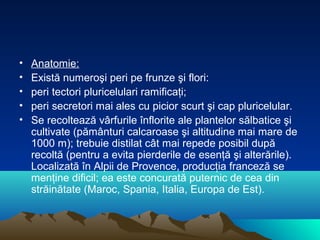 •   Anatomie:
•   Există numeroşi peri pe frunze şi flori:
•   peri tectori pluricelulari ramificaţi;
•   peri secretori mai ales cu picior scurt şi cap pluricelular.
•   Se recoltează vârfurile înflorite ale plantelor sălbatice şi
    cultivate (pământuri calcaroase şi altitudine mai mare de
    1000 m); trebuie distilat cât mai repede posibil după
    recoltă (pentru a evita pierderile de esenţă şi alterările).
    Localizată în Alpii de Provence, producţia franceză se
    menţine dificil; ea este concurată puternic de cea din
    străinătate (Maroc, Spania, Italia, Europa de Est).
 