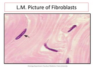L.M. Picture of Fibroblasts

Histology Department / Faculty of Medicine / Cairo University

 