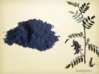 Indigotier

 