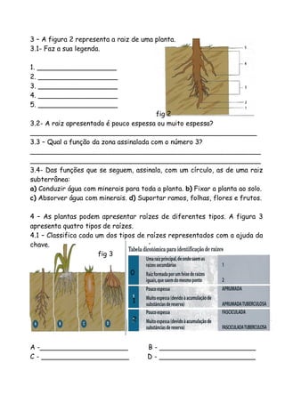 3 – A figura 2 representa a raiz de uma planta.
3.1- Faz a sua legenda.
1. ___________________
2. ___________________
3. ___________________
4. ___________________
5. ___________________

fig 2
3.2- A raiz apresentada é pouco espessa ou muito espessa?
______________________________________________________
3.3 – Qual a função da zona assinalada com o número 3?
_______________________________________________________
_______________________________________________________
3.4- Das funções que se seguem, assinala, com um círculo, as de uma raiz
subterrânea:
a) Conduzir água com minerais para toda a planta. b) Fixar a planta ao solo.
c) Absorver água com minerais. d) Suportar ramos, folhas, flores e frutos.
4 – As plantas podem apresentar raízes de diferentes tipos. A figura 3
apresenta quatro tipos de raízes.
4.1 – Classifica cada um dos tipos de raízes representados com a ajuda da
chave.
fig 3
0

1
2

A -_____________________
C - _____________________

B - _______________________
D - _______________________

 
