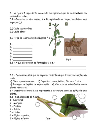 5 – A figura 4 representa caules de duas plantas que se desenvolvem em
meios diferentes.
5.1 – Classifica os dois caules, A e B, registando as respectivas letras nos
espaços (_).
(_) Caule subterrâneo
(_) Caule aéreo
5.2 – Faz as legendas dos esquemas A e B.
1 - ______________
2- ______________
3- ______________
4- ______________
5- ______________
6 -______________
fig 4
5.3 – A que dão origem as formações 3 e 6?
_______________________________________________________
_______________________________________________________
5.4 – Das expressões que se seguem, assinala as que traduzem funções do
caule.
a) Fixar a planta ao solo. b) Suportar ramos, folhas, flores e frutos.
c) Proteger os órgãos de reprodução. d) Conduzir as substâncias que a
planta necessita.
6 – Observa a figura 5, ela representa a estrutura geral da folha de uma
planta.
6.1 – Faz a legenda da figura.
1 – Nervuras.
2 – Margem.
3 – Pecíolo.
4 – Bainha.
5 – Limbo.
6 – Página superior.
7 – Página inferior.
fig 6

 