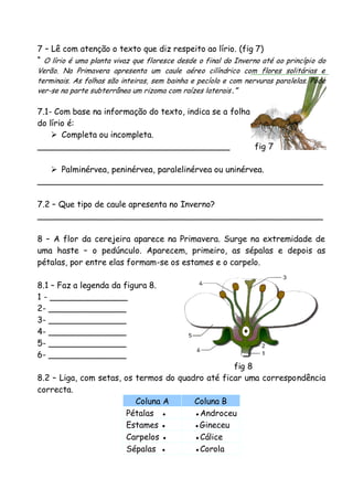 7 – Lê com atenção o texto que diz respeito ao lírio. (fig 7)
“ O lírio é uma planta vivaz que floresce desde o final do Inverno até ao princípio do
Verão. Na Primavera apresenta um caule aéreo cilíndrico com flores solitárias e
terminais. As folhas são inteiras, sem bainha e pecíolo e com nervuras paralelas. Pode
ver-se na parte subterrânea um rizoma com raízes laterais.”

7.1- Com base na informação do texto, indica se a folha
do lírio é:
 Completa ou incompleta.
_____________________________________
fig 7
 Palminérvea, peninérvea, paralelinérvea ou uninérvea.
_______________________________________________________
7.2 – Que tipo de caule apresenta no Inverno?
_______________________________________________________
8 – A flor da cerejeira aparece na Primavera. Surge na extremidade de
uma haste – o pedúnculo. Aparecem, primeiro, as sépalas e depois as
pétalas, por entre elas formam-se os estames e o carpelo.
8.1 – Faz a legenda da figura 8.
1 - _______________
2- _______________
3- _______________
4- _______________
5- _______________
6- _______________

fig 8
8.2 – Liga, com setas, os termos do quadro até ficar uma correspondência
correcta.
Coluna A
Coluna B
Pétalas ●
●Androceu
Estames ●
●Gineceu
Carpelos ●
●Cálice
Sépalas ●
●Corola

 
