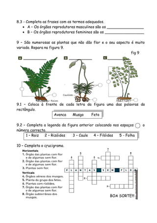 8.3 - Completa as frases com os termos adequados.
 A – Os órgãos reprodutores masculinos são os ________________
 B – Os órgãos reprodutores femininos são os _________________
9 – São numerosas as plantas que não dão flor e o seu aspecto é muito
variado. Repara na figura 9.
fig 9
__________
__________
__________

9.1 – Coloca à frente de cada letra da figura uma das palavras do
rectângulo.
Avenca
Musgo
Feto
9.2 – Completa a legenda da figura anterior colocando nos espaços
número correcto.
1 – Raiz
2 – Rizóides
3 – Caule
4 – Filóides
5 - Folha
10 – Completa o crucigrama.

BOA SORTE!!!

o

 