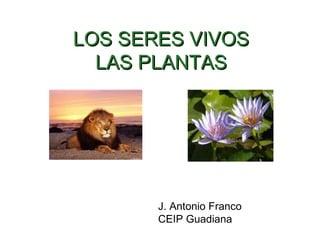 Unidad 5: Clasificación de los seres vivos Santillana
LOS SERES VIVOSLOS SERES VIVOS
LAS PLANTASLAS PLANTAS
J. Antonio Franco
CEIP Guadiana
 