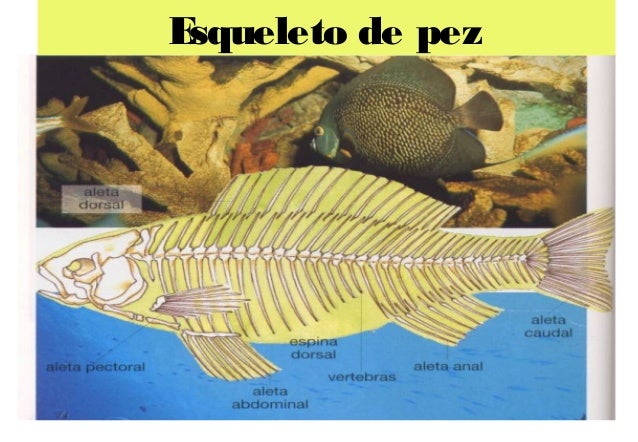 Los Peces Respiran Bajo El Agua Gracias A Ellas