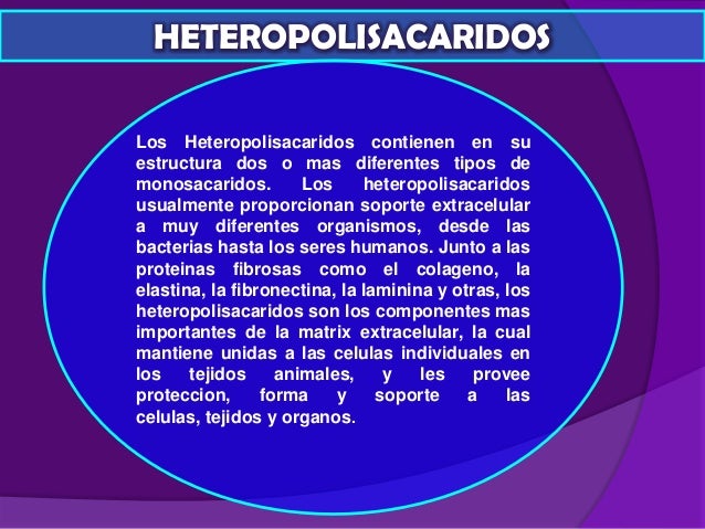 homopolisacaridos y heteropolisacaridos