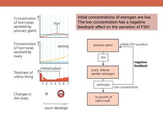 Initial concentrations of estrogen are low. 
The low concentration has a negative 
feedback effect on the secretion of FSH. 
 