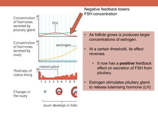 Negative feedback lowers 
FSH concentration 
• As follicle grows is produces larger 
concentrations of estrogen. 
• At a certain threshold, its effect 
reverses. 
• It now has a positive feedback 
effect on secretion of FSH from 
pituitary. 
• Estrogen stimulates pituitary gland 
to release luteinising hormone (LH) 
 