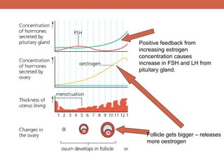 Positive feedback from 
increasing estrogen 
concentration causes 
increase in FSH and LH from 
pituitary gland. 
Follicle gets bigger – releases 
more oestrogen 
 