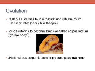 Ovulation 
• Peak of LH causes follicle to burst and release ovum 
• This is ovulation (on day 14 of the cycle) 
• Follicle reforms to become structure called corpus luteum 
(‘yellow body’) 
• LH stimulates corpus luteum to produce progesterone. 
 
