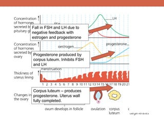 Fall in FSH and LH due to 
negative feedback with 
estrogen and progesterone 
Progesterone produced by 
corpus luteum. Inhibits FSH 
and LH 
Corpus luteum – produces 
progesterone. Uterus wall 
fully completed. 
 