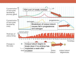 FSH and LH totally inhibited 
Breakdown of corpus luteum 
causes fall in progesterone 
and estrogen 
Corpus luteum begins to 
break down if no embryo has 
implanted a week after 
ovulation 
 