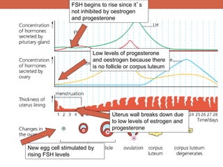 FSH begins to rise since it’s 
not inhibited by oestrogen 
and progesterone 
Low levels of progesterone 
and oestrogen because there 
is no follicle or corpus luteum 
Uterus wall breaks down due 
to low levels of estrogen and 
progesterone 
New egg cell stimulated by 
rising FSH levels 
 