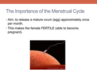 The Importance of the Menstrual Cycle 
• Aim: to release a mature ovum (egg) approximately once 
per month. 
• This makes the female FERTILE (able to become 
pregnant). 
 