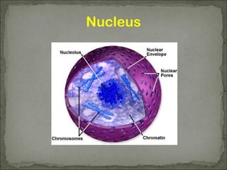 Nucleus
 