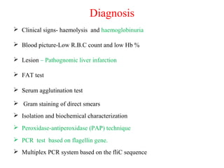 Diagnosis
 Clinical signs- haemolysis and haemoglobinuria
 Blood picture-Low R.B.C count and low Hb %
 Lesion – Pathognomic liver infarction
 FAT test
 Serum agglutination test
 Gram staining of direct smears
 Isolation and biochemical characterization
 Peroxidase-antiperoxidase (PAP) technique
 PCR test based on flagellin gene.
 Multiplex PCR system based on the fliC sequence
 