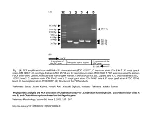 Fig. 1 (A) PCR amplification from total DNA of C. chauvoei strain ATCC 10092 T , C. septicum strain JCM 8144 T , C. novyi type A
strain JCM 1406 T , C. novyi type B strain ATCC 25758 and C. haemolyticum strain ATCC 9650 T PCR was done using the primers
FlaCF and FlaNR. Lane M, molecular size marker (pHY marker, TaKaRa Shuzo Co. Ltd., Japan); lane 1, C. chauvoei strain ATCC
10092T
; lane 2, C. septicum strain JCM 8144T
; lane 3, C. novyi type A strain JCM 1406T
; lane 4, C. novyi type B strain ATCC 25758;
lane5, C. haemolyticum strain ATCC 9650T
. (B) Structure of the PCR products.
Yoshimasa Sasaki , Akemi Kojima , Hiroshi Aoki , Yasuaki Ogikubo , Noriyasu Takikawa , Yutaka Tamura
Phylogenetic analysis and PCR detection of Clostridium chauvoei , Clostridium haemolyticum , Clostridium novyi types A
and B, and Clostridium septicum based on the flagellin gene
Veterinary Microbiology, Volume 86, Issue 3, 2002, 257 - 267
http://dx.doi.org/10.1016/S0378-1135(02)00002-0
 