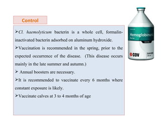 Control
Cl. haemolyticum bacterin is a whole cell, formalin-
inactivated bacterin adsorbed on aluminum hydroxide.
Vaccination is recommended in the spring, prior to the
expected occurrence of the disease. (This disease occurs
mainly in the late summer and autumn.)
 Annual boosters are necessary.
It is recommended to vaccinate every 6 months where
constant exposure is likely.
Vaccinate calves at 3 to 4 months of age
 