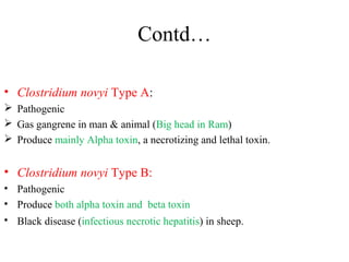 Contd…
• Clostridium novyi Type A:
 Pathogenic
 Gas gangrene in man & animal (Big head in Ram)
 Produce mainly Alpha toxin, a necrotizing and lethal toxin.
• Clostridium novyi Type B:
• Pathogenic
• Produce both alpha toxin and beta toxin
• Black disease (infectious necrotic hepatitis) in sheep.
 