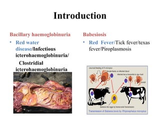 Introduction
Bacillary haemoglobinuria
• Red water
disease/Infectious
icterohaemoglobinuria/
Clostridial
icterohaemoglobinuria
Babesiosis
• Red Fever/Tick fever/texas
fever/Piroplasmosis
 