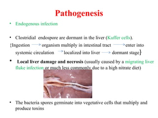 Pathogenesis
• Endogenous infection
• Clostridial endospore are dormant in the liver (Kuffer cells).
{Ingestion organism multiply in intestinal tract enter into
systemic circulation localized into liver dormant stage}
• Local liver damage and necrosis (usually caused by a migrating liver
fluke infection or much less commonly due to a high nitrate diet)
• The bacteria spores germinate into vegetative cells that multiply and
produce toxins
 