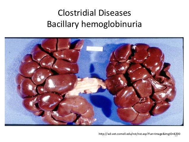 test hepatitis blood b C.haemolyticum