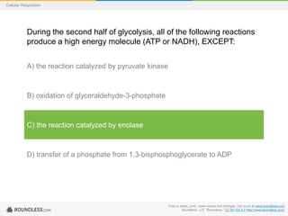 Free to share, print, make copies and changes. Get yours at www.boundless.com
Boundless - LO. "Boundless." CC BY-SA 3.0 http://www.boundless.com/
Cellular Respiration
During the second half of glycolysis, all of the following reactions
produce a high energy molecule (ATP or NADH), EXCEPT:
A) the reaction catalyzed by pyruvate kinase
B) oxidation of glyceraldehyde-3-phosphate
C) the reaction catalyzed by enolase
D) transfer of a phosphate from 1,3-bisphosphoglycerate to ADP
 