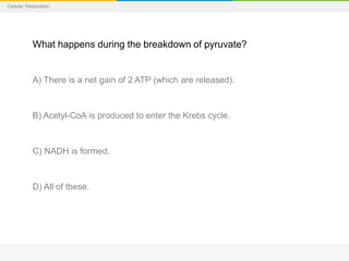 Cellular Respiration
What happens during the breakdown of pyruvate?
A) There is a net gain of 2 ATP (which are released).
B) Acetyl-CoA is produced to enter the Krebs cycle.
C) NADH is formed.
D) All of these.
 