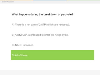 Cellular Respiration
What happens during the breakdown of pyruvate?
A) There is a net gain of 2 ATP (which are released).
B) Acetyl-CoA is produced to enter the Krebs cycle.
C) NADH is formed.
D) All of these.
 