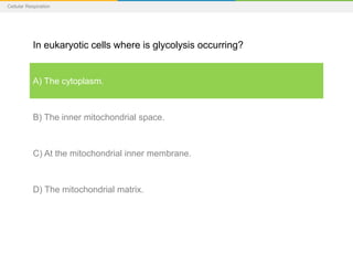 Cellular Respiration
In eukaryotic cells where is glycolysis occurring?
A) The cytoplasm.
B) The inner mitochondrial space.
C) At the mitochondrial inner membrane.
D) The mitochondrial matrix.
 