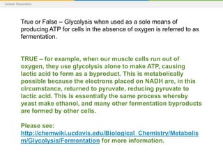 Cellular Respiration
True or False – Glycolysis when used as a sole means of
producing ATP for cells in the absence of oxygen is referred to as
fermentation.
TRUE – for example, when our muscle cells run out of
oxygen, they use glycolysis alone to make ATP, causing
lactic acid to form as a byproduct. This is metabolically
possible because the electrons placed on NADH are, in this
circumstance, returned to pyruvate, reducing pyruvate to
lactic acid. This is essentially the same process whereby
yeast make ethanol, and many other fermentation byproducts
are formed by other cells.
Please see:
http://chemwiki.ucdavis.edu/Biological_Chemistry/Metabolis
m/Glycolysis/Fermentation for more information.
 