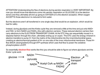 ATTENTION! Understanding the flow of electrons during aerobic respiration is VERY IMPORTANT. By
now you should know that electrons come into aerobic respiration on GLUCOSE (it is the electron
donor) and they ultimately all end up going to OXYGEN (it is the electron acceptor). When oxygen
ACCEPTS those electrons it is reduced to form water.
But the electrons aren’t all transferred in one single step (that would be an explosion, which would be
bad for cells).
Instead, during glycolysis and the Krebs cycle they are removed a little at the time and put onto NAD+
and FAD, to form NADH and FADH2 (the cell’s electron carriers). These reduced electron carriers then
carry electrons to the ELECTRON TRANSPORT CHAIN. At the ETC they are sequentially moved in a
stepwise fashion through the chain, ultimately ending up on oxyen. The ETC uses the energy inherent in
electron transfers to pump H+ from the matrix of the mitochondria into the innermitochondrial space,
creating an electrochemical gradient of H+ on one side of the inner mitochondrial membrane. Those H+
flow BACK (downgradient) through ATP synthase which uses that flow to power the oxidative
phosphorylation of ATP.
So essentially electron flow works like this (you should be able to figure out where glycolysis and the
Krebs’ cycle work:
glucose
NADH
pyruvate
Acetyl CoA NADH
FADH2
Electron
transport
chain
O2
NADH
 