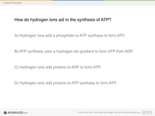 Free to share, print, make copies and changes. Get yours at www.boundless.com
Cellular Respiration
How do hydrogen ions aid in the synthesis of ATP?
A) Hydrogen ions add a phosphate to ATP synthase to form ATP.
B) ATP synthase uses a hydrogen ion gradient to form ATP from ADP
C) Hydrogen ions add protons to ADP to form ATP.
D) Hydrogen ions add protons to ATP synthase to form ATP.
 