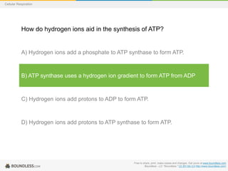 Free to share, print, make copies and changes. Get yours at www.boundless.com
Boundless - LO. "Boundless." CC BY-SA 3.0 http://www.boundless.com/
Cellular Respiration
How do hydrogen ions aid in the synthesis of ATP?
A) Hydrogen ions add a phosphate to ATP synthase to form ATP.
B) ATP synthase uses a hydrogen ion gradient to form ATP from ADP
C) Hydrogen ions add protons to ADP to form ATP.
D) Hydrogen ions add protons to ATP synthase to form ATP.
 