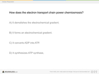 Free to share, print, make copies and changes. Get yours at www.boundless.com
Cellular Respiration
How does the electron transport chain power chemiosmosis?
A) It demolishes the electrochemical gradient.
B) It forms an electrochemical gradient.
C) It converts ADP into ATP.
D) It synthesizes ATP synthase,
 