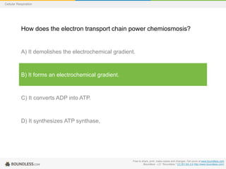 Free to share, print, make copies and changes. Get yours at www.boundless.com
Boundless - LO. "Boundless." CC BY-SA 3.0 http://www.boundless.com/
Cellular Respiration
How does the electron transport chain power chemiosmosis?
A) It demolishes the electrochemical gradient.
B) It forms an electrochemical gradient.
C) It converts ADP into ATP.
D) It synthesizes ATP synthase,
 
