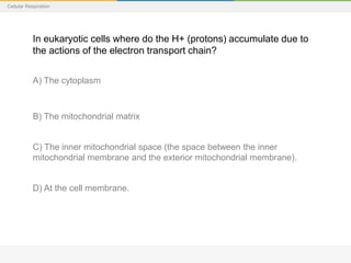 Cellular Respiration
In eukaryotic cells where do the H+ (protons) accumulate due to
the actions of the electron transport chain?
A) The cytoplasm
B) The mitochondrial matrix
C) The inner mitochondrial space (the space between the inner
mitochondrial membrane and the exterior mitochondrial membrane).
D) At the cell membrane.
 