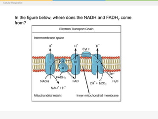 Cellular Respiration
In the figure below, where does the NADH and FADH2 come
from?
 