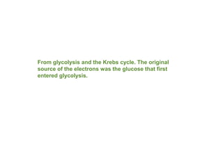 From glycolysis and the Krebs cycle. The original
source of the electrons was the glucose that first
entered glycolysis.
 