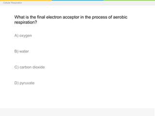 Cellular Respiration
What is the final electron acceptor in the process of aerobic
respiration?
A) oxygen
B) water
C) carbon dioxide
D) pyruvate
 