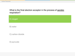 Cellular Respiration
What is the final electron acceptor in the process of aerobic
respiration?
A) oxygen
B) water
C) carbon dioxide
D) pyruvate
 
