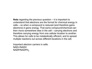 Note regarding the previous question – it is important to
understand that electrons are the format for chemical energy in
cells – so when a compound is reduced (and therefore gains
electrons) it gains energy. That same compound/chemical can
then move somewhere else in the cell – carrying electrons and
therefore carrying energy from one cellular location to another.
This allows for cells to be metabolically efficient, and to spread
multiple reactions out across different locations in the cell.
Important electron carriers in cells:
NAD+/NADH
NADP/NADPH2
 