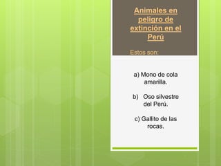 Animales en
peligro de
extinción en el
Perú
Estos son:
a) Mono de cola
amarilla.
b) Oso silvestre
del Perú.
c) Gallito de las
rocas.
 