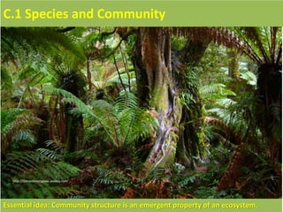 http://therainforestguide.weebly.com/
Essential idea: Community structure is an emergent property of an ecosystem.
C.1 Species and Community
 