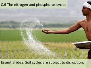 Essential idea: Soil cycles are subject to disruption.
C.6 The nitrogen and phosphorus cycles
 