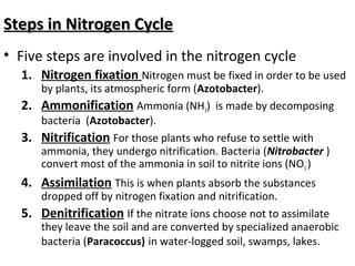 C.6 nitrogen cycle .pptx