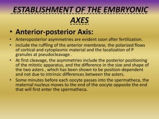 ESTABLISHMENT OF THE EMBRYONIC
AXES
• Anterior-posterior Axis:
• Anteroposterior asymmetries are evident soon after fertilization.
• include the ruffling of the anterior membrane, the polarized flows
of cortical and cytoplasmic material and the localization of P
granules at pseudocleavage .
• At first cleavage, the asymmetries include the posterior positioning
of the mitotic apparatus, and the difference in the size and shape of
the two asters , which has been shown to be position-dependent
and not due to intrinsic differences between the asters.
• Some minutes before each oocyte passes into the spermatheca, the
maternal nucleus moves to the end of the oocyte opposite the end
that will first enter the spermatheca.
 